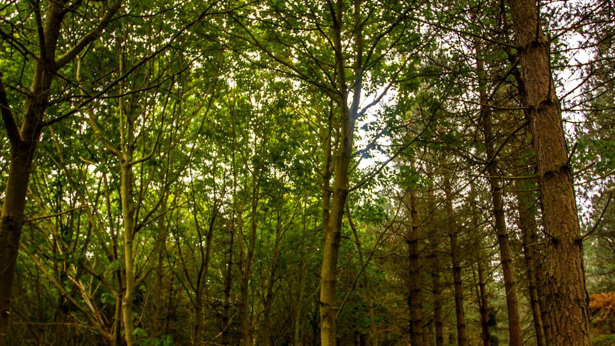 Avoiding Midges on Scottish Summer Hikes