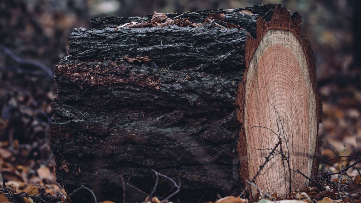 Wild Camping Leave No Trace Principles Explained